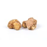 Fresh White Truffle Medium Size