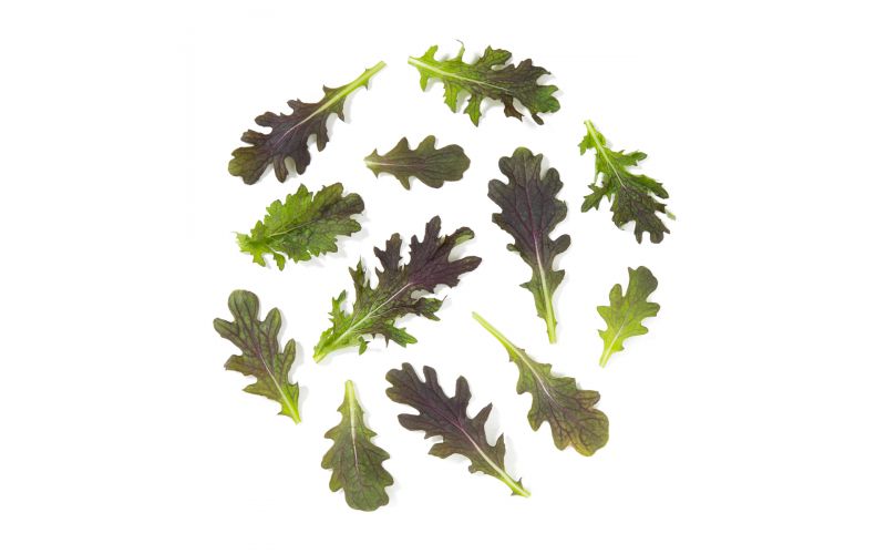 Red Baby Mustard Greens