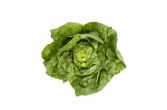 Andy Boy Boston Lettuce