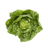 Andy Boy Boston Lettuce