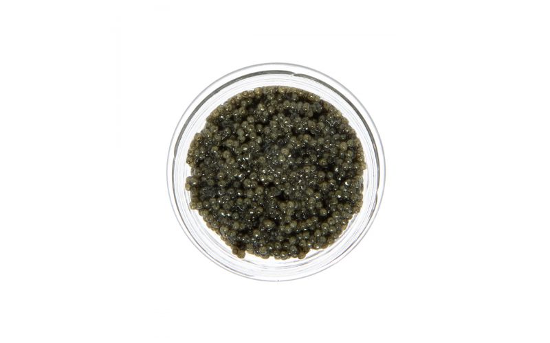 American Wild Paddlefish Roe