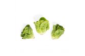 Organic Little Gem Lettuce