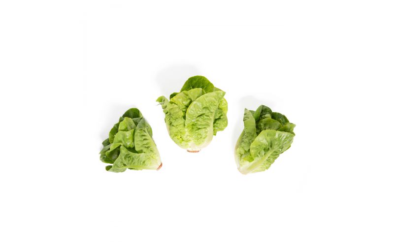 Organic Little Gem Lettuce