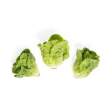 Organic Little Gem Lettuce