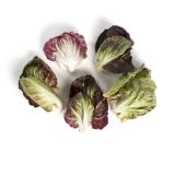 Organic Ultra Baby Chicory Mix