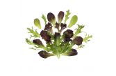 Mesclun Spring Mix