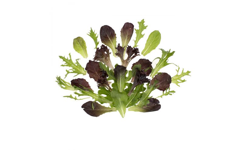 Mesclun Spring Mix