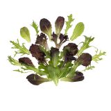 Mesclun Spring Mix