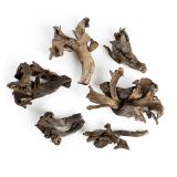 Black Trumpet Mushrooms