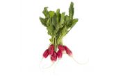 French Breakfast Radishes