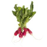 French Breakfast Radishes