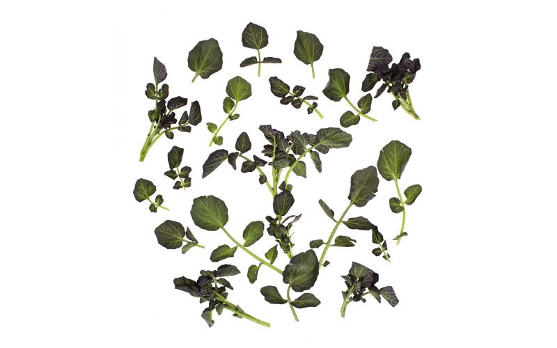 Red Watercress