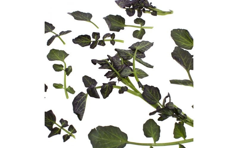 Red Watercress