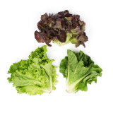 Organic Baby Mixed Lettuce Heads