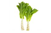 Organic Celtuce