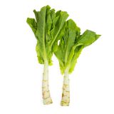 Organic Celtuce