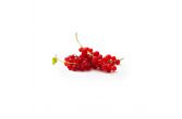 Local Red Currants