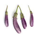 Organic Fairy Tale Eggplant