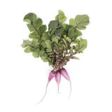 Purple Ninja Radishes